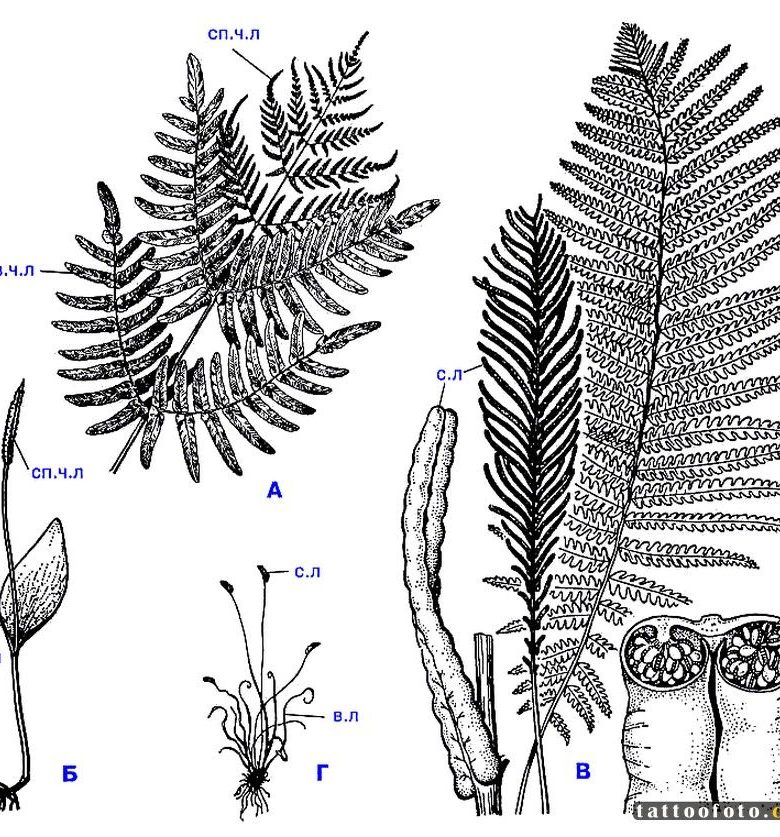 Папоротник рисунок биология. Страусник обыкновенный сорусы. Страусник обыкновенный спорофиллы. Вайя папоротника спороносная. Строение вайи папоротника.