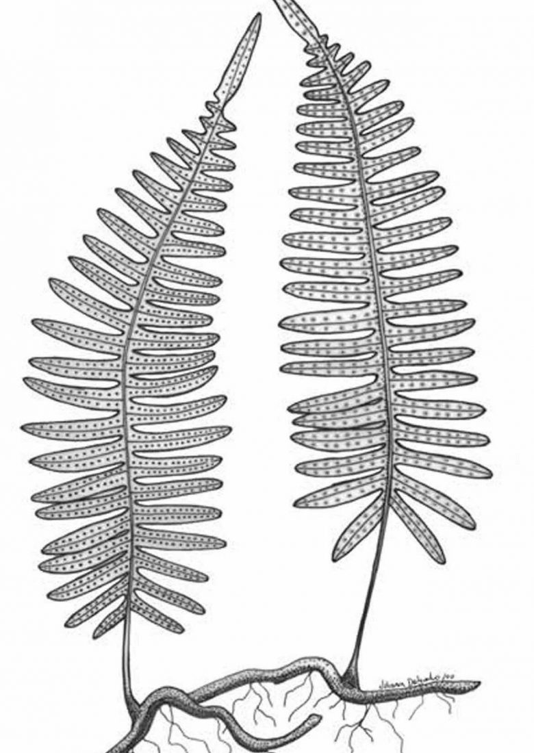 Папоротник рисунок