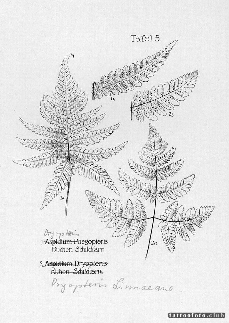 Цвет папоротника тату эскиз