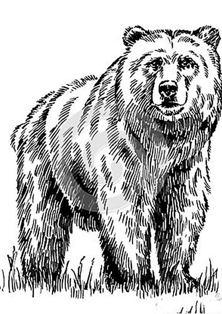 Медведь чёрно белый