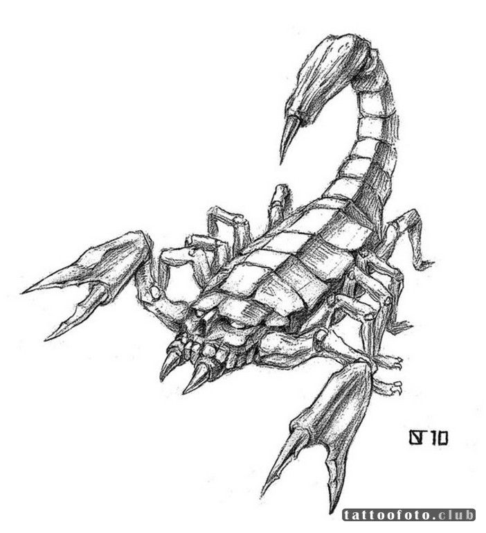 Скорпионов части. Скорпион рисунок. Скорпион тату эскиз. Скорпион рисунок карандашом. Нарисовать скорпиона.